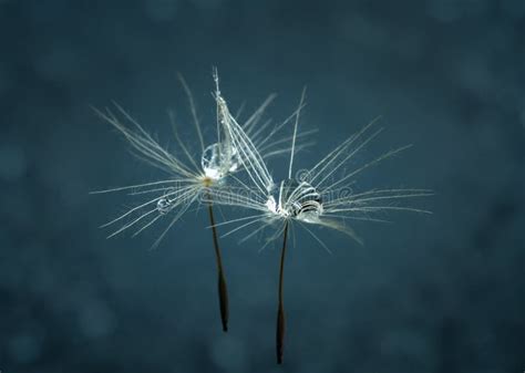 Dew Drops On A Dandelion Seed Stock Image Image Of Water Drip 96333827