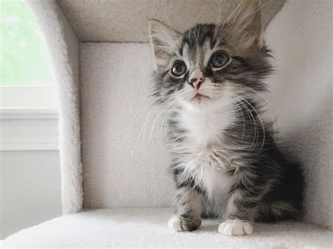 Finally picked a name for this little guy. Meet Homer. He makes my