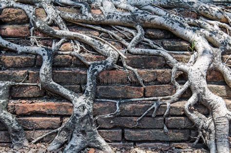 Root Tree On The Antique Brick Wall Texture Stock Image Image Of