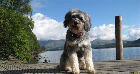 The water is very deep and clear. Dog Friendly Hotels Lake District | Dog Friendly Accommodation