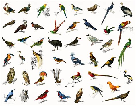 Different Types Of Birds Illustrated By Charles Dessalines D Orbigny
