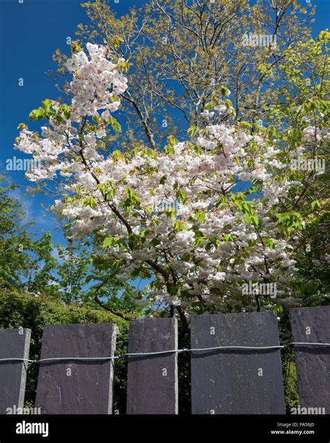 Double White Flowers Of A Japanese Flowering Cherry Prunus Shogetsu