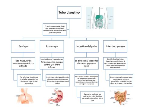 Tubo Digestivo Mapa Conceptual Tubo Digestivo Esofago Tubo Muscular