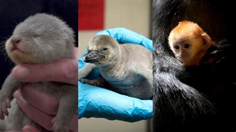 Baby Penguin Otter Pups And Langur All Make Zoo Debut Youtube