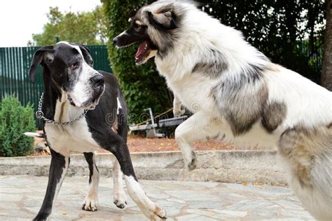 Two Large Dogs Fighting On The Beach Stock Image Image Of Dogs