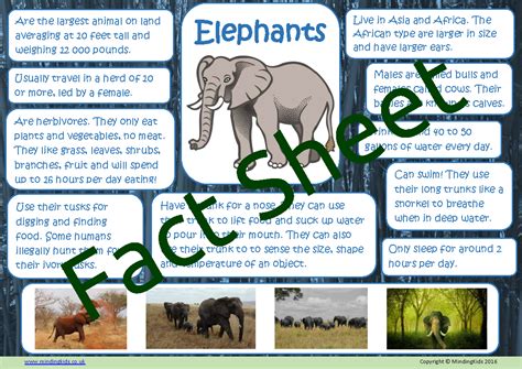 Elephant Facts Mindingkids
