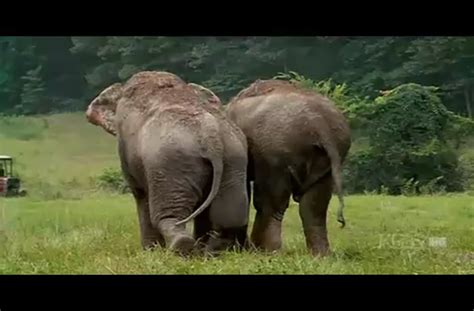 elephants reunited after 20 years elephant circus elephant elephant sanctuary