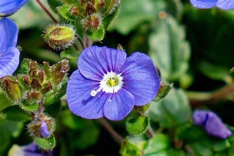 What To Know About The Speedwell Plant Or Veronica