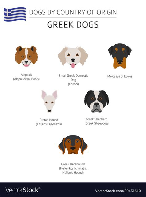 Dogs By Country Of Origin Greek Dog Breeds Vector Image