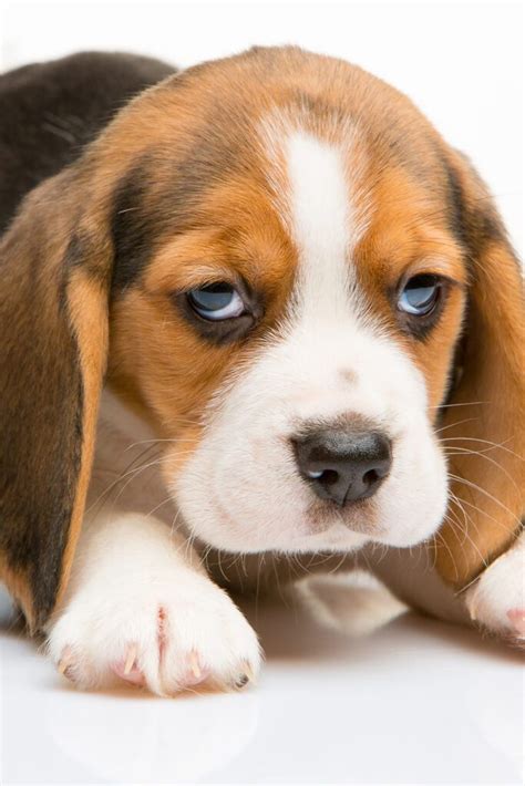 Beagle Puppies 25 Beautiful Beagles Talk To Dogs