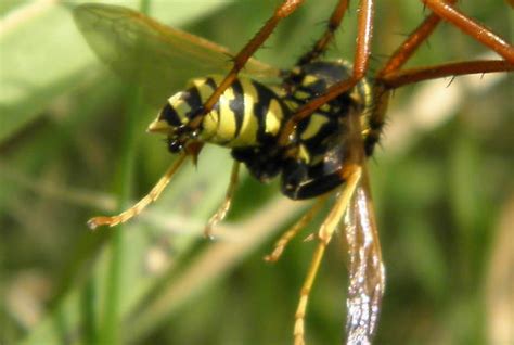 European Paper Wasp Prey Polistes Dominula Bugguidenet