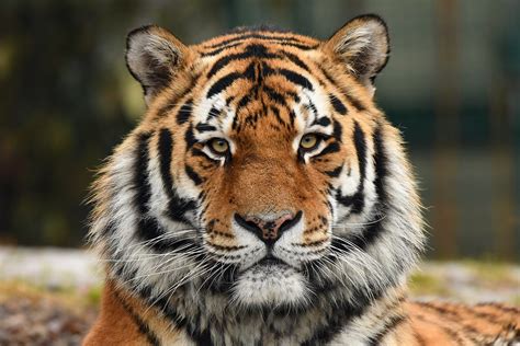 Panthera Tigris Altaica Sibirischer Tiger In Hellabrunn M Flickr
