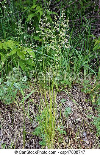 The Tall Fescue The Meadow Grass Tall Fescue Festuca Partensis In