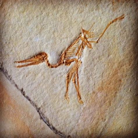 Pterosaurs Fossil Bones Dinosaur Fossils Fossils