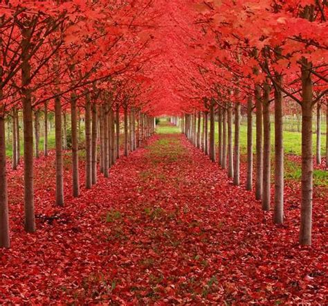 16 Of The Most Magnificent Trees In The World Beautiful Landscape