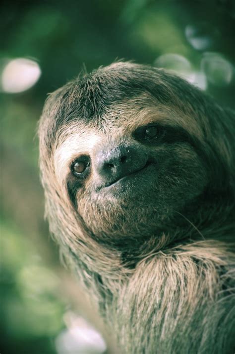 Smiling Sloth All Gods Critters Pinterest