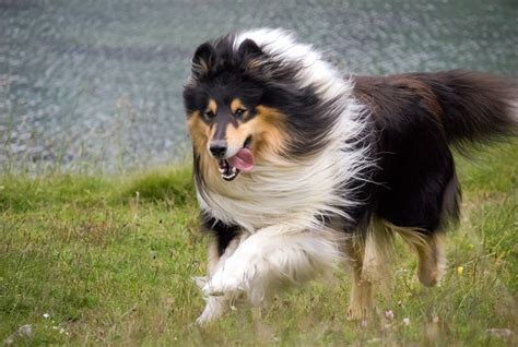 Scotch Collie Breed Information Personality Facts