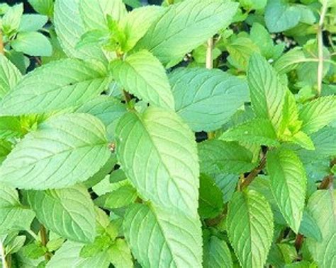 It belongs to the family lamiaceae. Black Stem Peppermint Mint live herb plant | Etsy ...