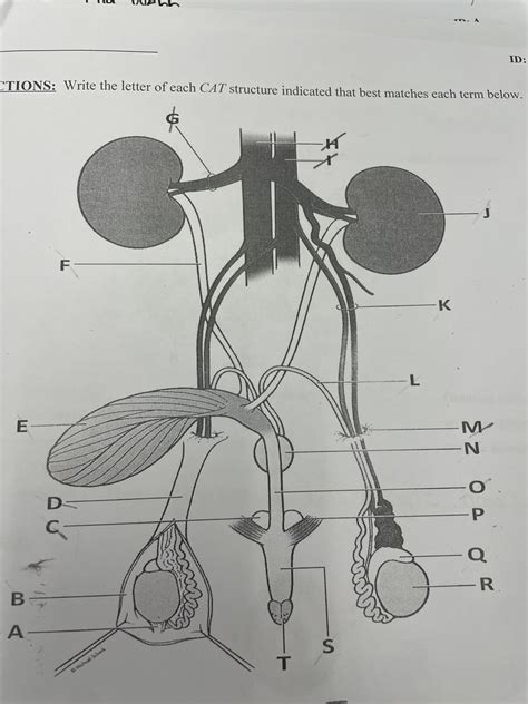 Anatomy Male Cat Reproductive System Diagram Quizlet