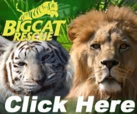 We did not find results for: Big Cat Rescue, Corp. Reviews and Ratings | Tampa, FL ...
