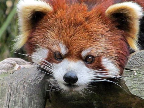Red Panda Portrait Photograph By Paul Slebodnick