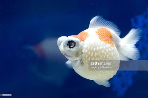 Pearlscale Goldfish High Res Stock Photo Getty Images