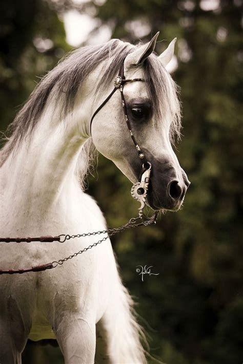 Equine Elegance Arabian Horse Horses Pretty Horses