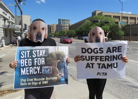 Peta Protest Alleging Animal Mistreatment In Texas A M