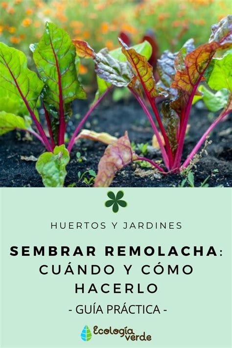 SEMBRAR REMOLACHA Cuándo y Cómo hacerlo Guía Cultivo de hortalizas