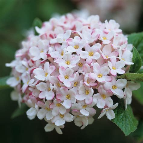 Buy Viburnum Burkwood Mohawk Dutch Bulbs