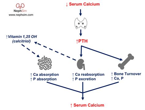 Calcium Homeostasis Serum Calcium Pth Vitamin Grepmed Hot Sex Picture