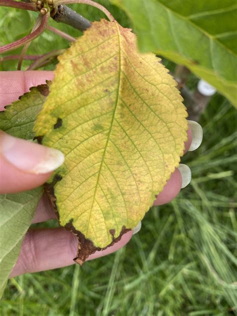 Is This Cherry Leaf Curl Disease Newbie Gardener — Bbc Gardeners