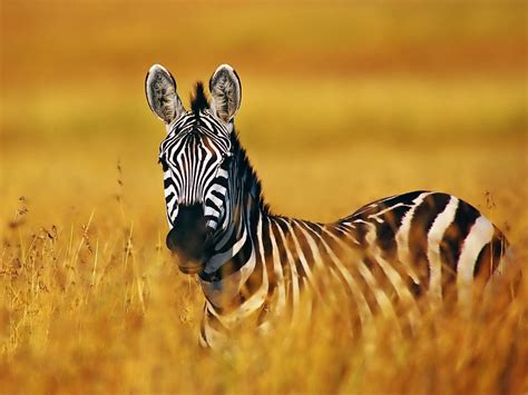 Zebra Backgrounds Wallpapersafari