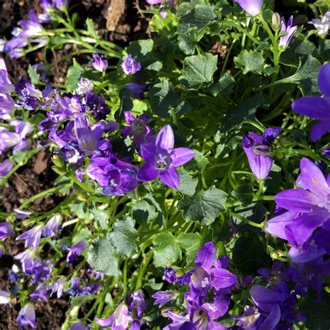 Plantsnap - Identify Plants, Trees, Mushrooms With An App