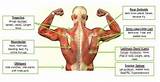 Major Core Muscles Pictures