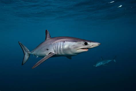 Mako Sharks Get More Protection From Trade At Cites
