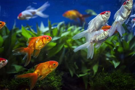 Marvelously Interesting Facts About Goldfish