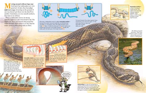 How Snakes Move Nwf Ranger Rick