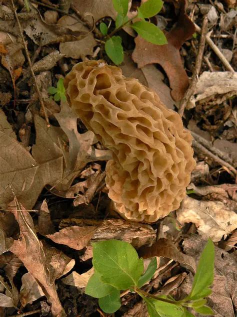 Minnesota State Mushroom Morel Mushroom