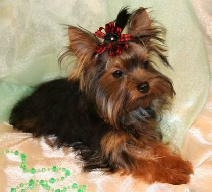 Maybe you would like to learn more about one of these? TEACUP AKC YORKSHIRE TERRIER PUPPY FEMALE (6 WEEKS OLD ...