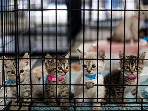 Kittens In Cage At Emergency Shelter In Joplin Missouri After Tornado