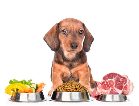 Or you may wish to switch from a dry food to a fresh dog food. Let's talk dog nutrition — 6 essential nutrients dogs need