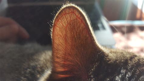 Cat Ear Swollen With Blood Cat Meme Stock Pictures And Photos