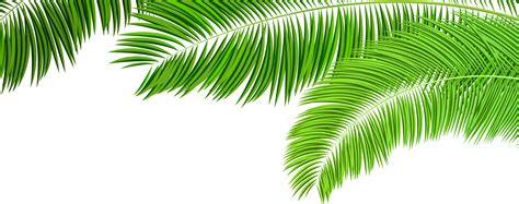 Palm Leaf Clipart Free Green Palm Leaf Clipart Transparent Png Hd