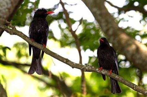 15 Stunning Black Birds With Red Beaks Pictures And Facts