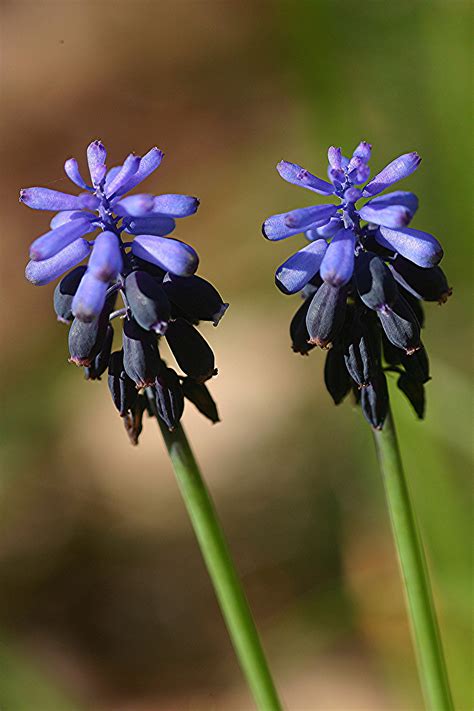 Fiori gialli spontanei inverno / numerosi sono i fiori invernali spontanei che possiamo vedere girando nel scarica questa immagine gratuita di fiori spontanei gialli dalla vasta libreria di pixabay di. Fiori spontanei | garden.it
