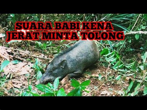 SUARA BABI HUTAN KENA JERAT MINTA TOLONG COCOK UNTUK PEMANGGIL BABI