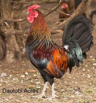 Please no stupid names such as dinner or kfc. Derbyshire Redcap For Sale | Chickens | Breed Information ...