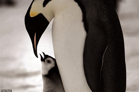 Incredible Photographs Show Emperor Penguins In Their Natural Habitat