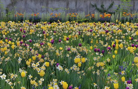 Springtime Bloom Next To Chanticleer Photograph By Darrell Gulin Fine